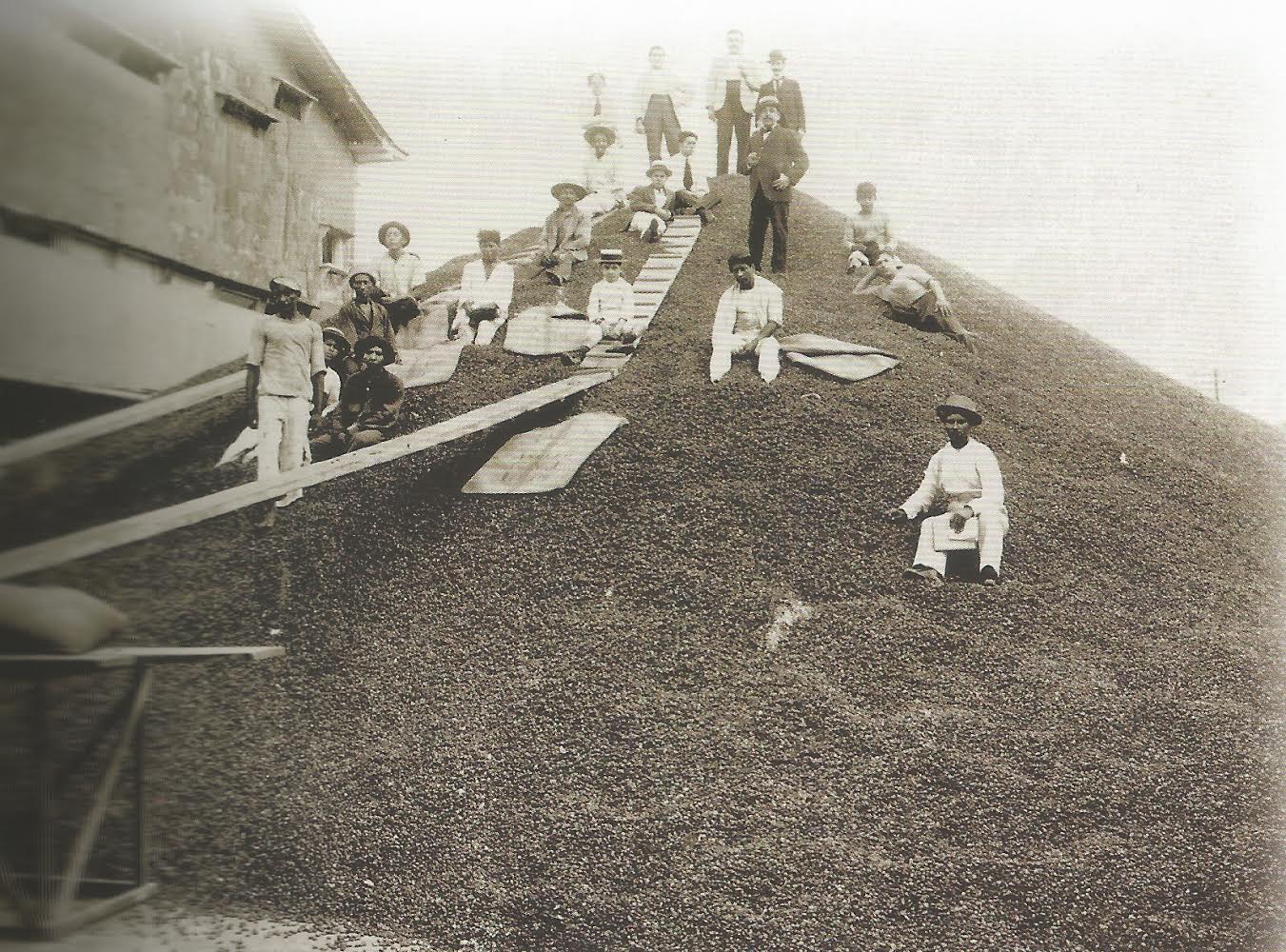 Cacao-Fino